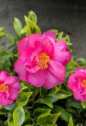 Camelia Plant