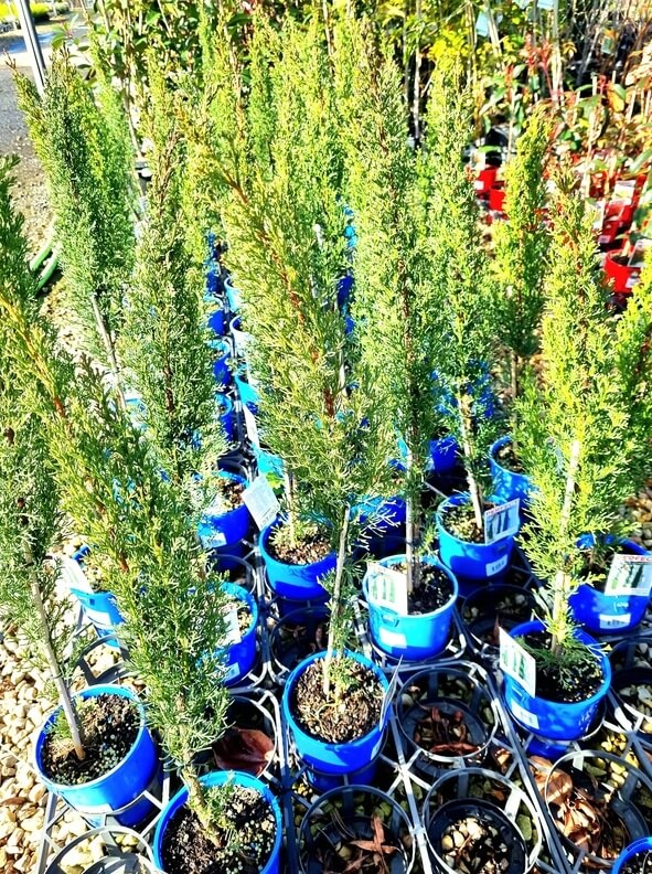 Cupressus Sempervirens2 (1)