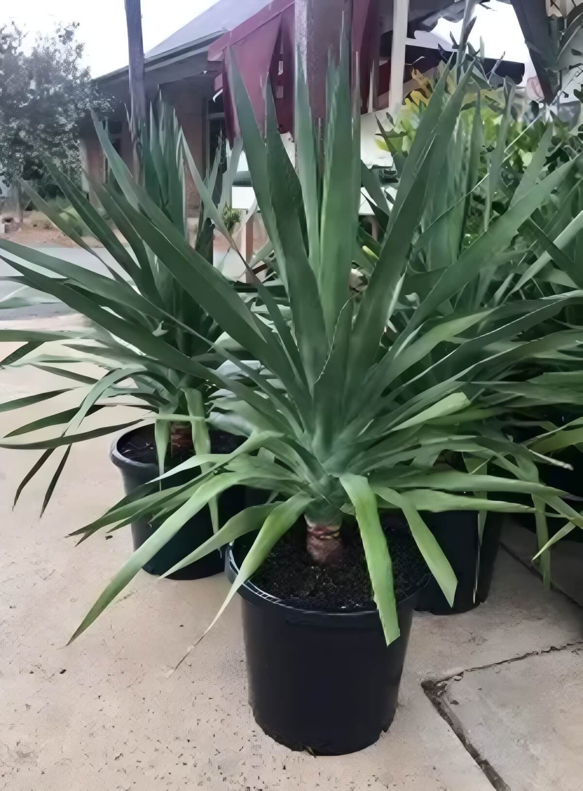 Dragon3-Picsart-AiImageEnhancer (1)