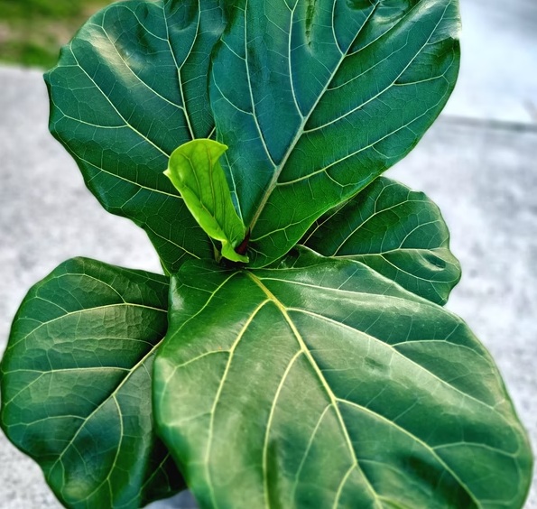 Fiddle Leaf Fig2