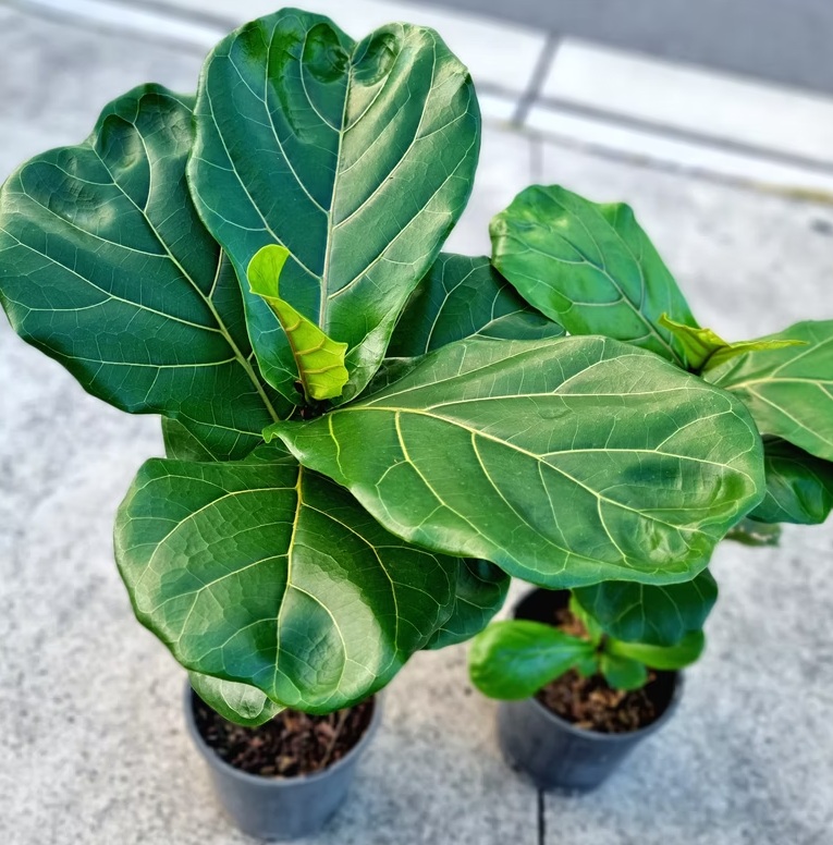 Fiddle Leaf Fig3