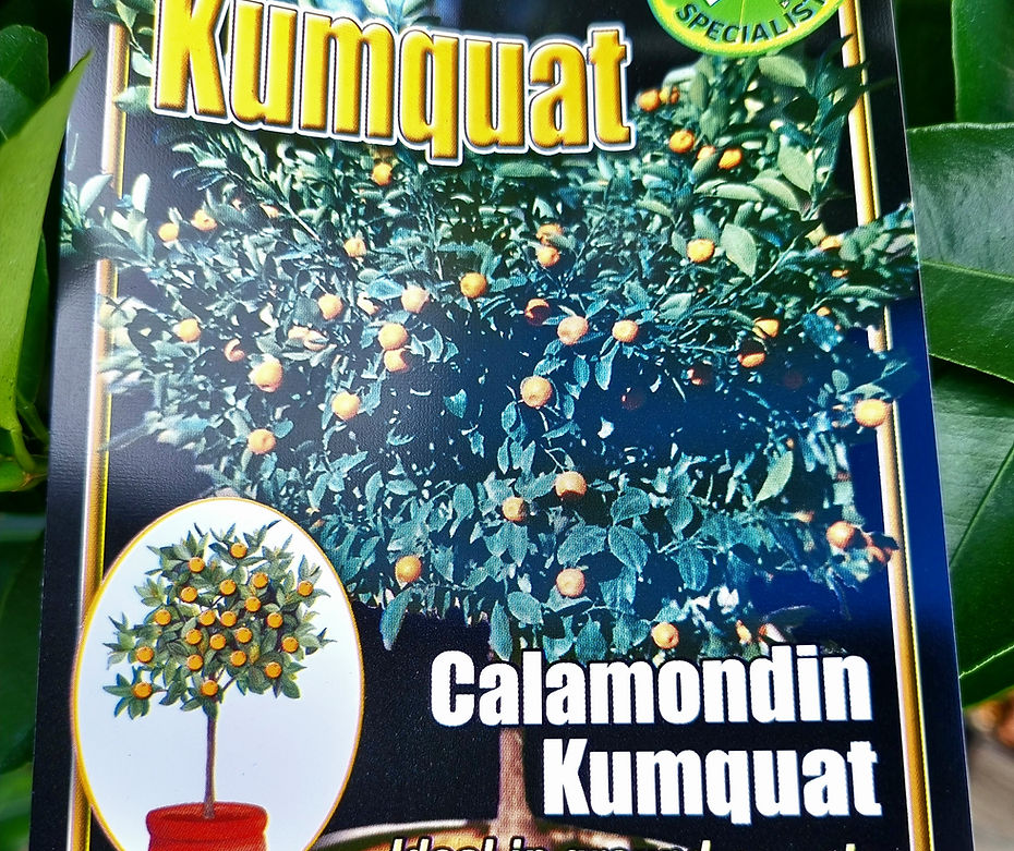 Kalamansi3