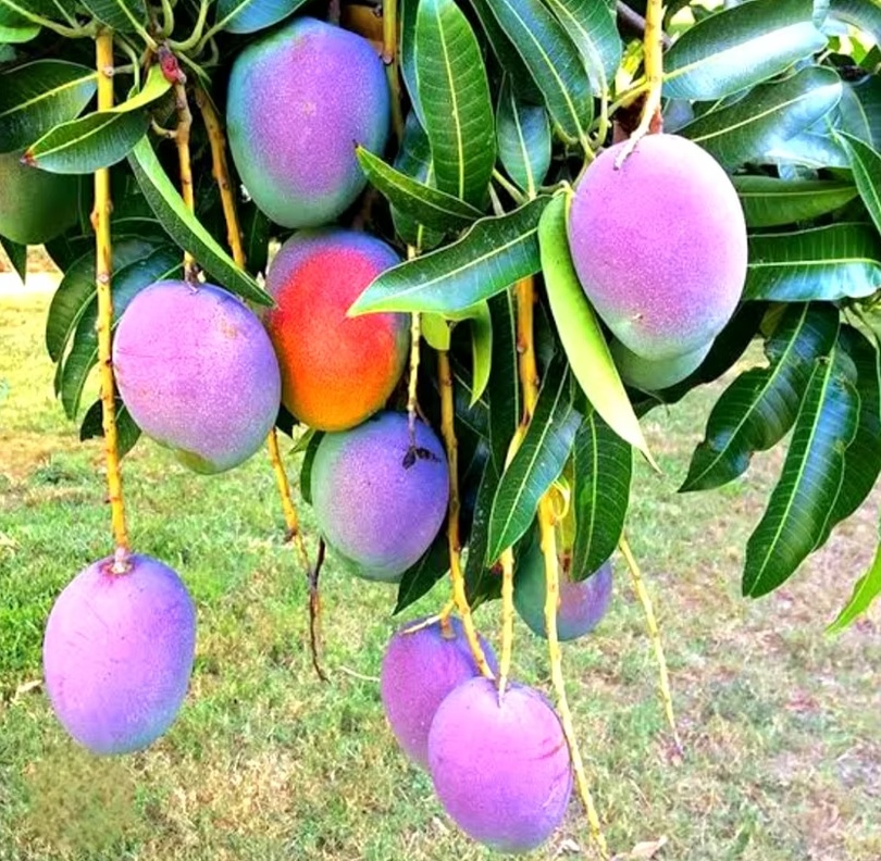 Kasturi Mango