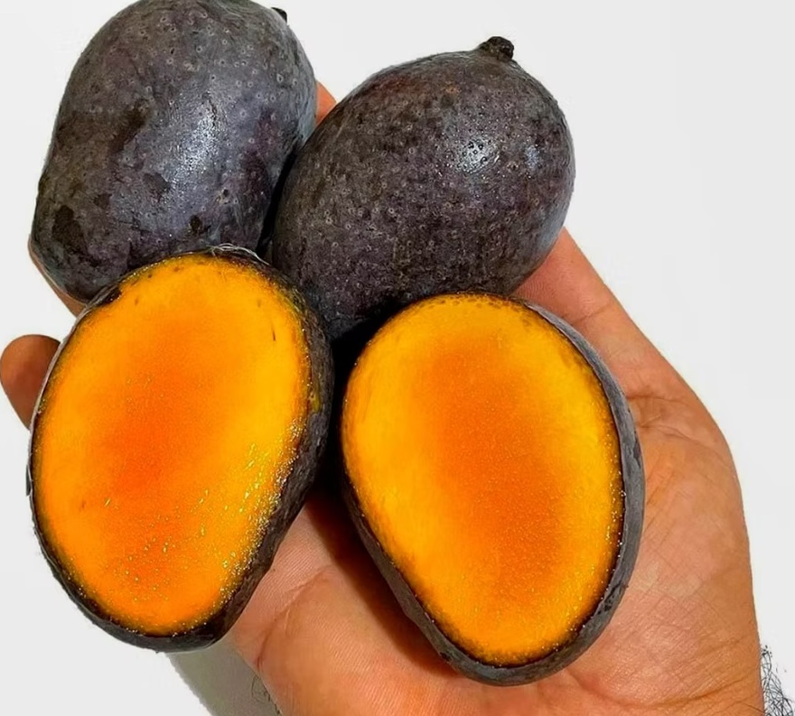 Kasturi Mango2