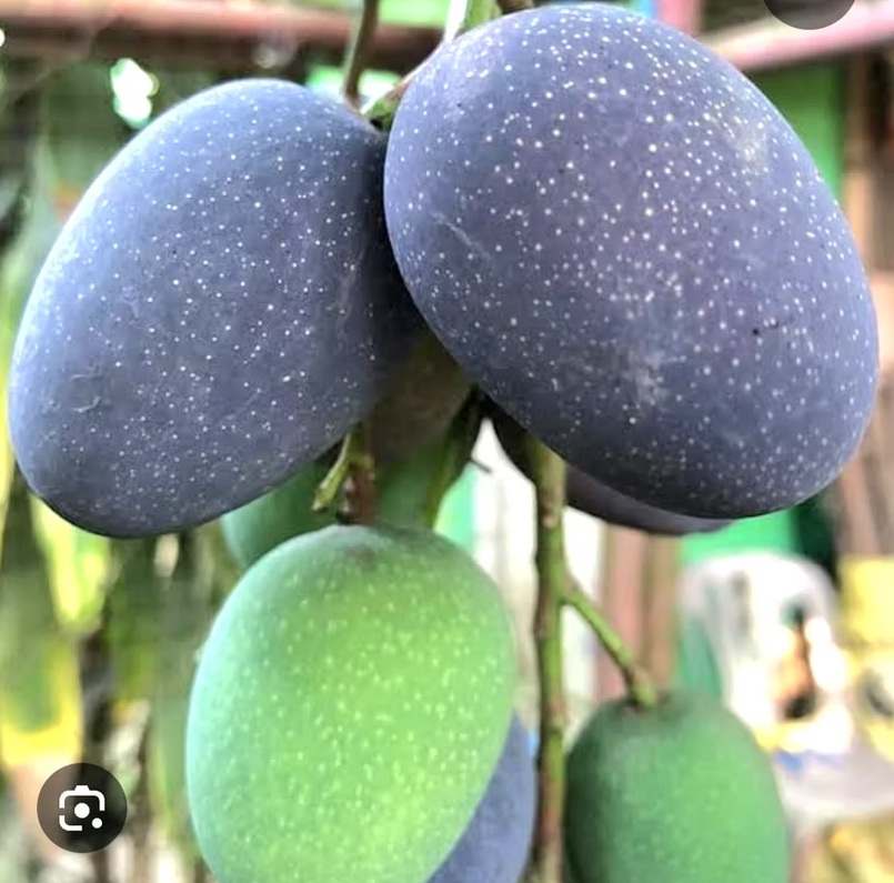 Kasturi Mango3