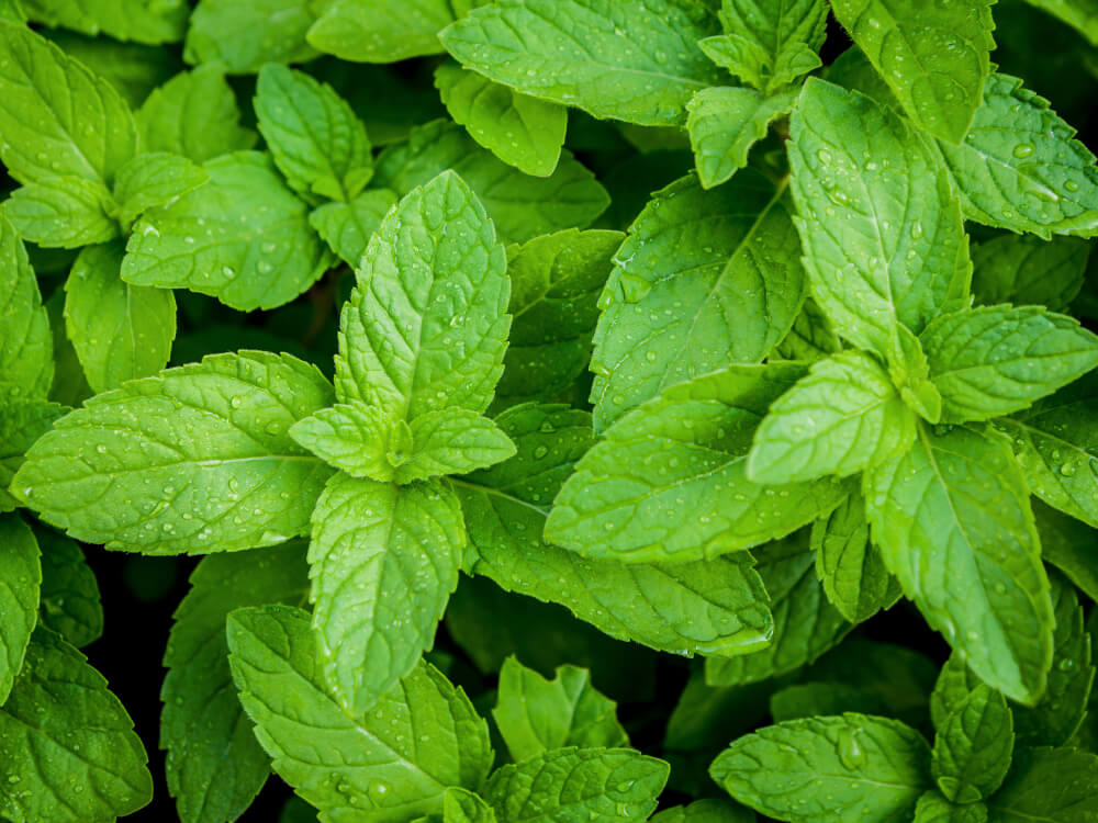 Mint Plant2