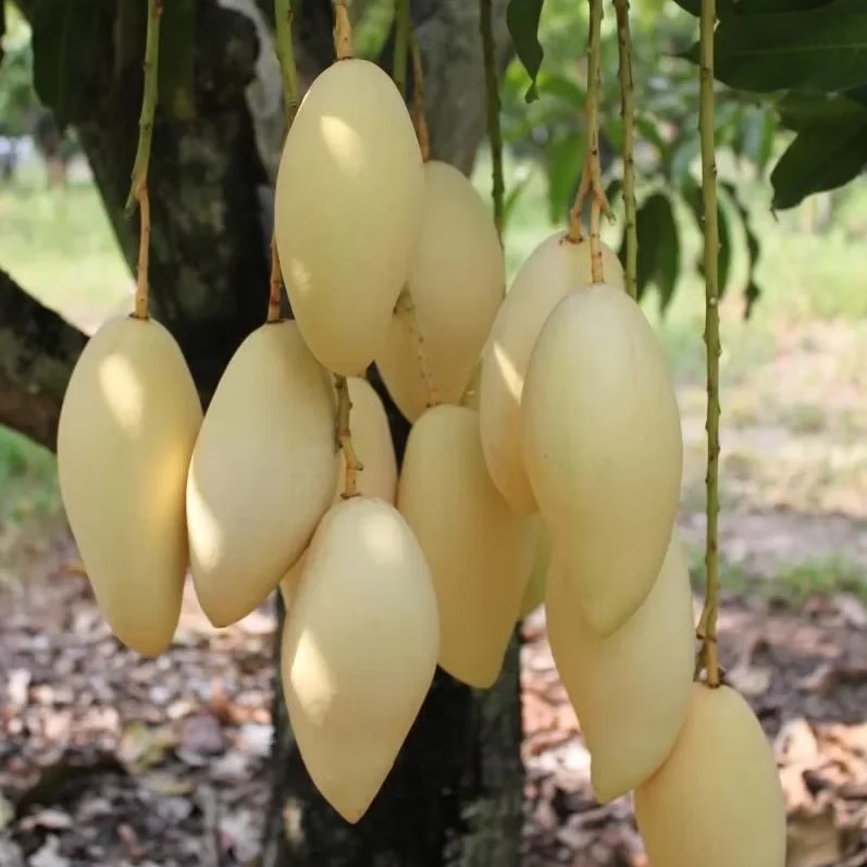 Nam Doc Mai Mango