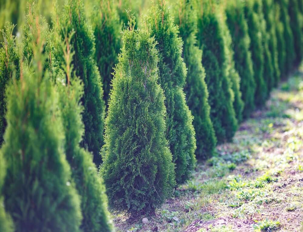 Thuja Smaragd (1) (1)