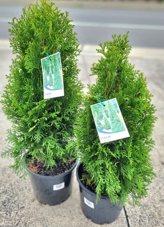 Thuja Smaragd2 (1)
