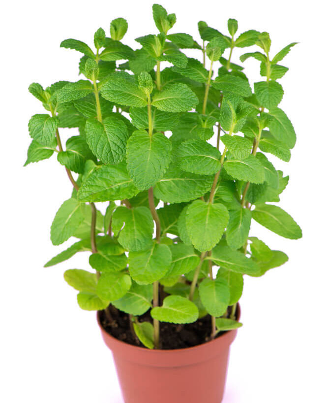 Tulsi Plant2