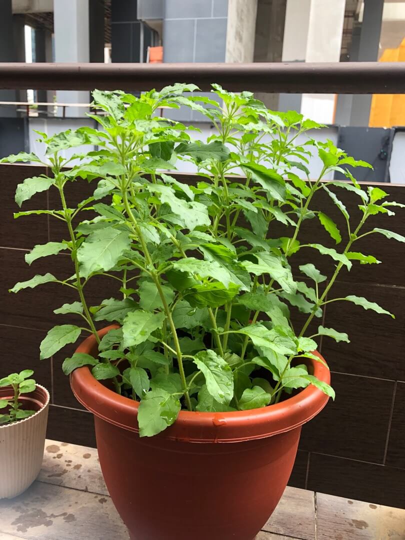 Tulsi