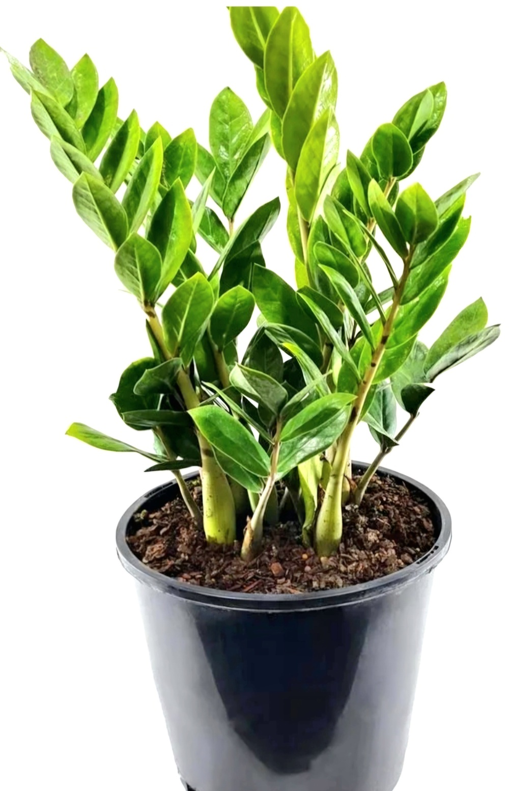 Zamioculcas Zamiifolia