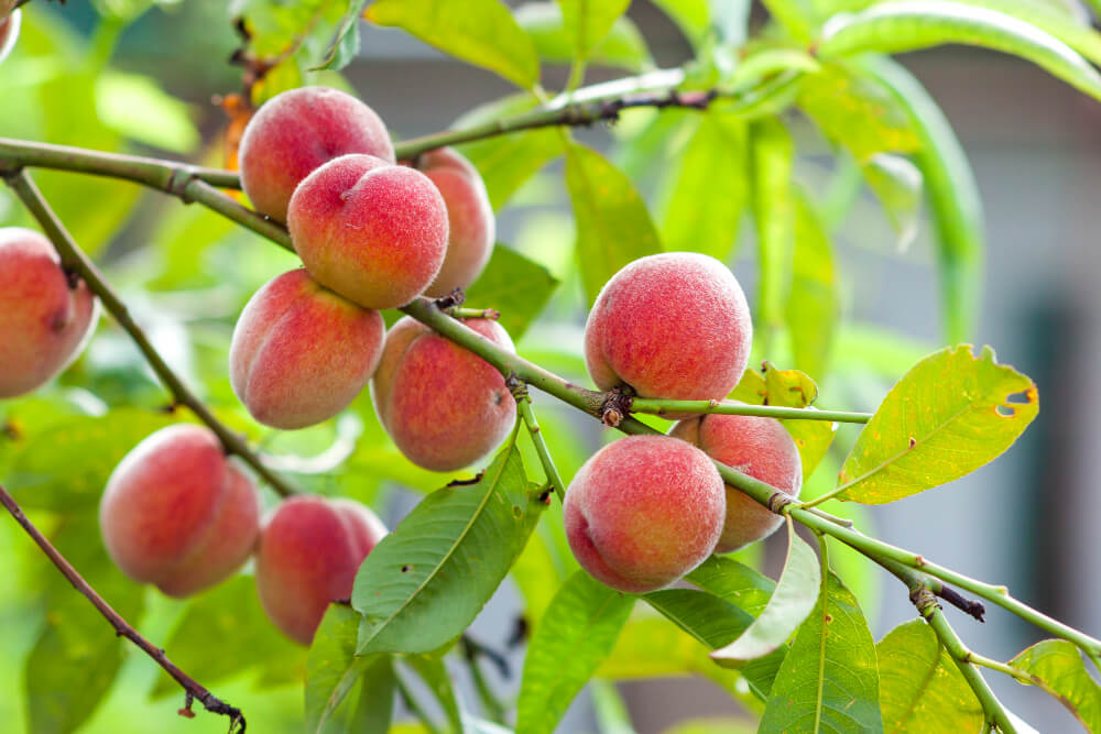 Dwarf Goldmine Nectarine Trees (1)