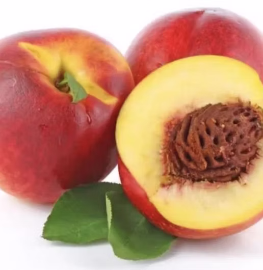 Goldmine Nectarine Tree