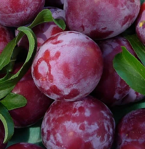 Santarosa Plum Tree