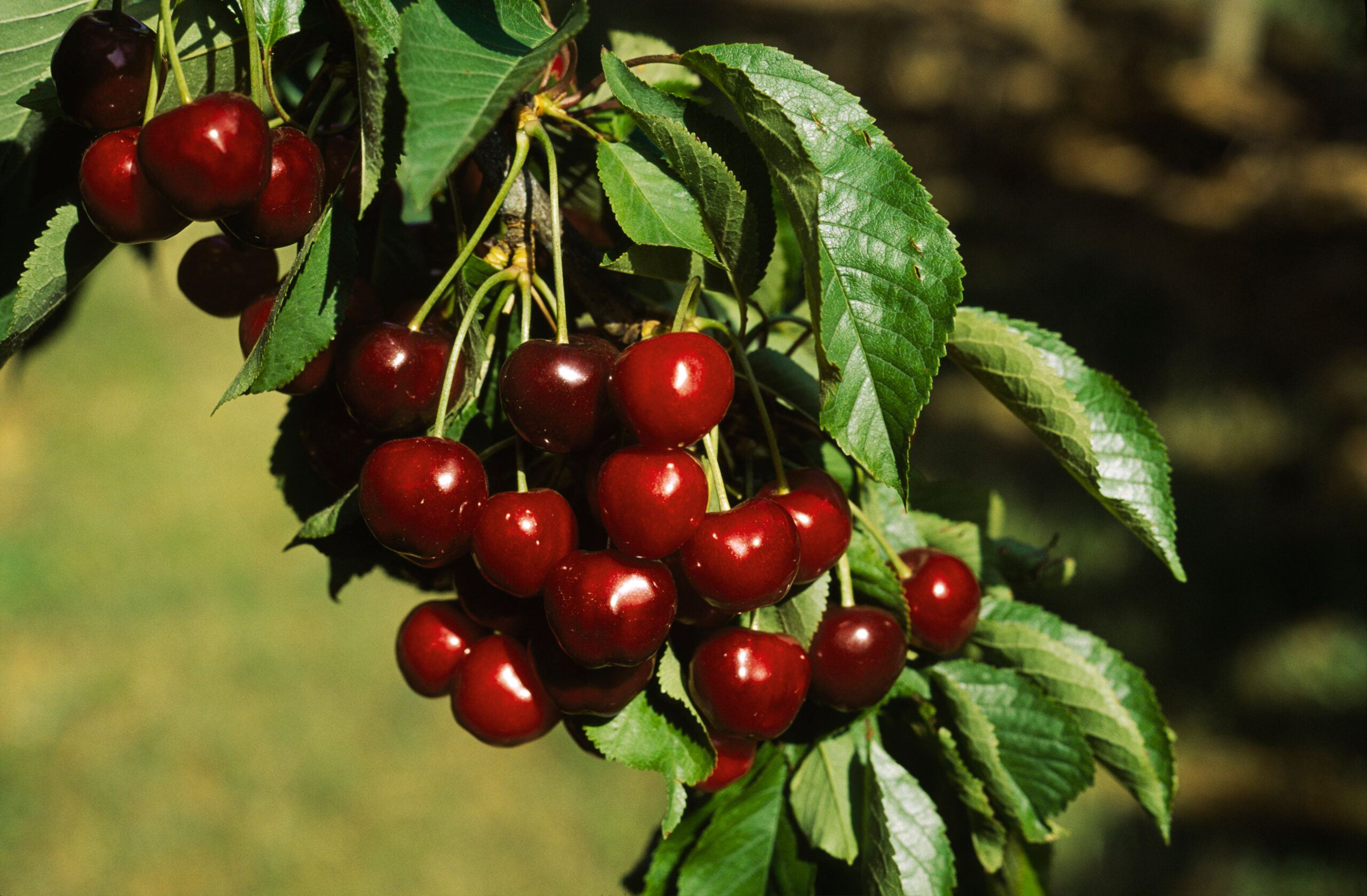 Cherry Picture