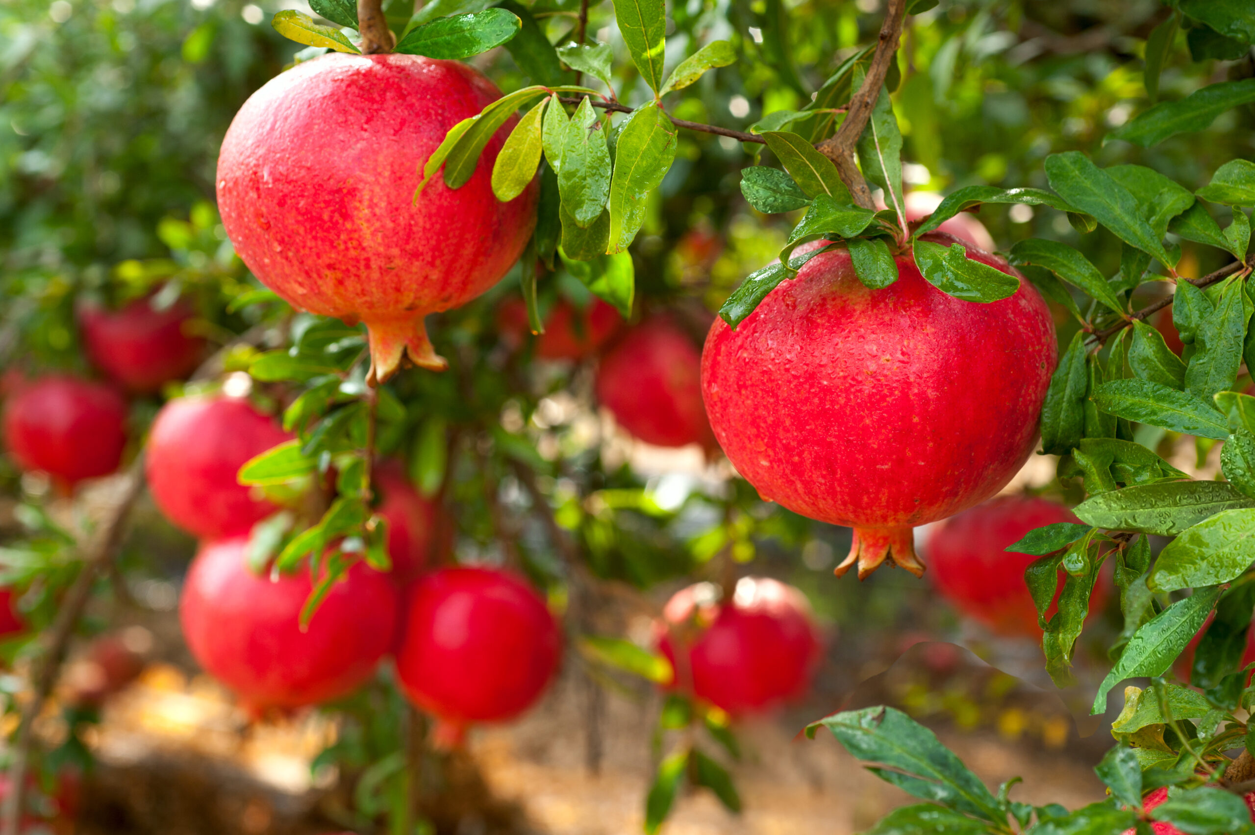 Pommygrante Tree with fruit
